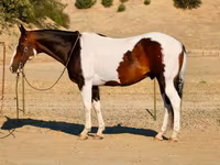 ცხენი, National Show Horse — ფოტო 3