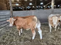 Toro, Ganado vacuno — foto 1