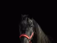 Stute, American shetland pony — Foto 4