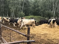Vaca, Raza Holstein — foto 3