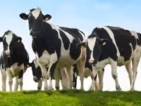 Закупка КРС на убой, откорм, разведение — photo 1