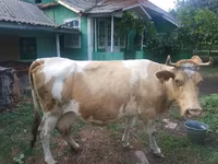 Cow, Simmental cattle — photo 1