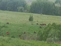 Vaca, Raza Holstein — foto 2