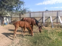 Mare, Thoroughbred horse — photo 2