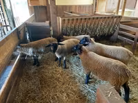 ცხვარი, Baerchuke sheep — ფოტო 3