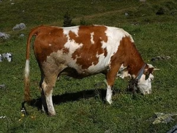 Bulle, Simmental cattle