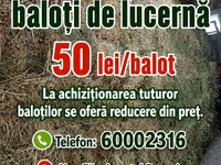 Vind baloți de lucerna 1 cosire-50lei/balot, a2-cosire 60lei balot.Sunt frunzoși și păstrați foarte — фото 4
