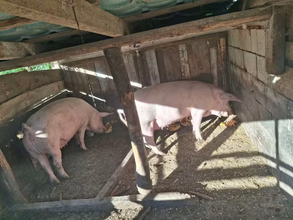 Säue, Schweine