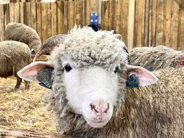 Ram, Sheep