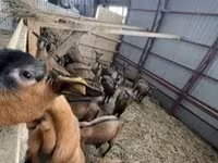 თხა, Alpine goat — ფოტო 2
