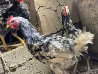 Chickens — फ़ोटो 8