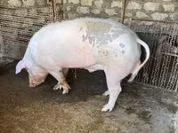 خنزير ذكر, الخنازير — الصورة 1
