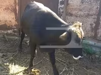 Cow, Cattle — photo 2
