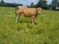 Vaca, Raza de vaca — foto 6