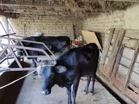 गाय, मवेशी — फ़ोटो 6