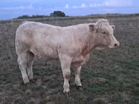 ثور, Charolais cattle — الصورة 8