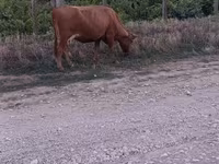 Bull, Cattle — photo 2