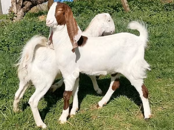 Ziege, Nubian Goat