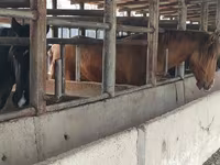 ცხენი, Horse breed — ფოტო 5