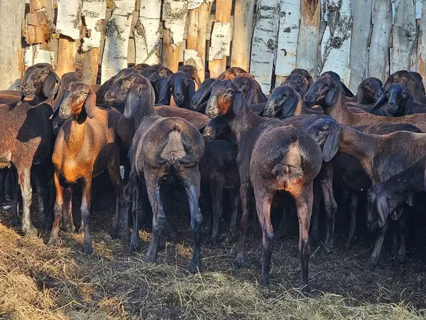 Ram, Hissar sheep