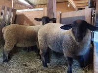 ცხვარი, Baerchuke sheep — ფოტო 2
