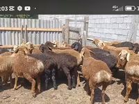 كبش, Kazakh fat-tailed coarsewool sheep — الصورة 3