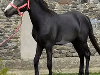 घोड़ा, Anglo-Arabian — फ़ोटो 2
