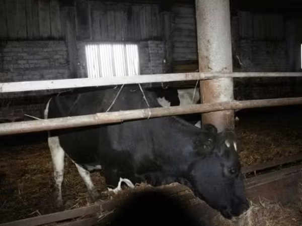 गाय, Russian Black pied cattle