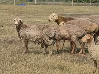 Carnero, Hissar sheep — foto 7