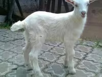 बकरा, Saanen goat — फ़ोटो 2