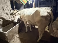Cow, Ukrainian Brown Dairy Cattle — photo 3