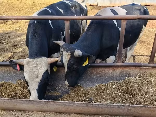 Bulle, Holstein-Rasse