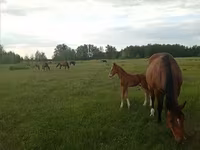 Stute, American shetland pony — Foto 8