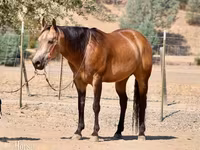 Hengst, Quarter Horse — Foto 2