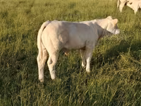 ثور, Charolais cattle — الصورة 6