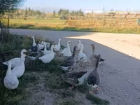 Geese — 照片 4