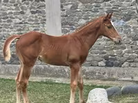 Caballo, Anglo-Arabian — foto 2