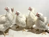 Chickens — Foto 5