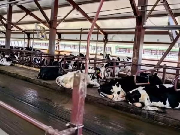 母牛, Holstein breed