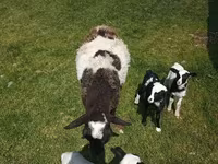 Ram, Katum sheep — photo 5