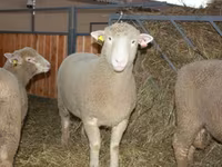 كبش, Dorset horn sheep — الصورة 1