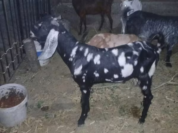 თხა, Beetal goats