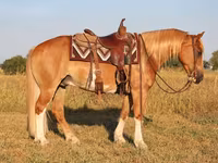 ცხენი, Gypsy horse — ფოტო 5