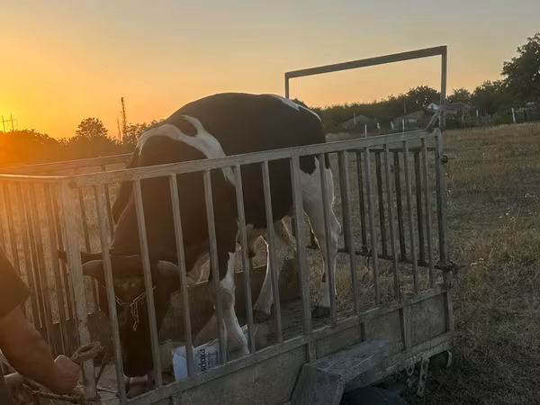 母牛, Cattle