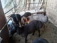 كبش, Rhon sheep — الصورة 1