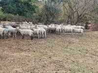 Sheep, Baerchuke sheep — photo 3