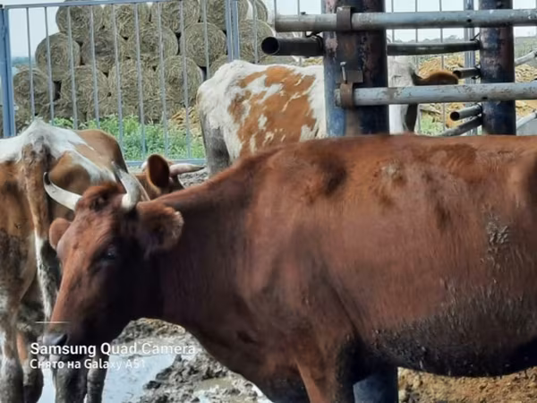 Vaca, Ganado vacuno — Rusia