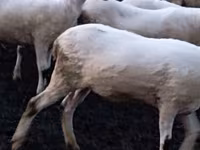 Sheep, Tsigai sheep — photo 3