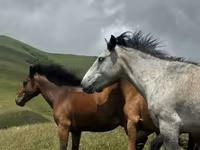 Caballo, Caballos — foto 4