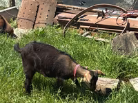 თხა, Nubian Goat — ფოტო 4